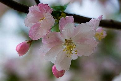 E3：《弹丸论破》4部合集2021年登陆Switch